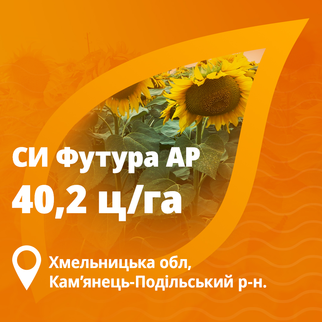 Урожайность подсолнечника Футура Сингента в 2024 году в Хмельницкой области