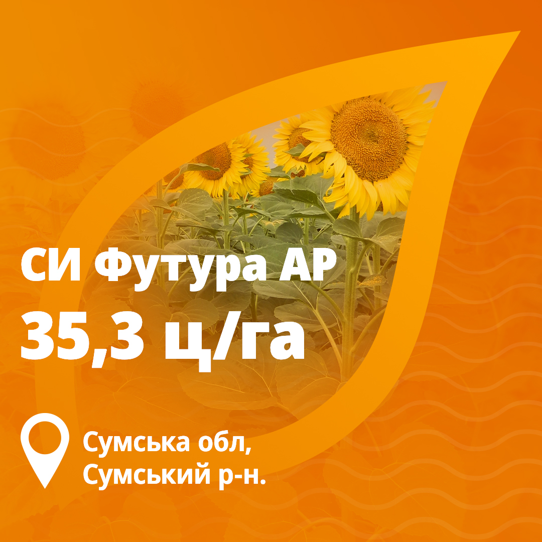 Врожайність соняшника Футура Сингента у 2024 році в Сумській області