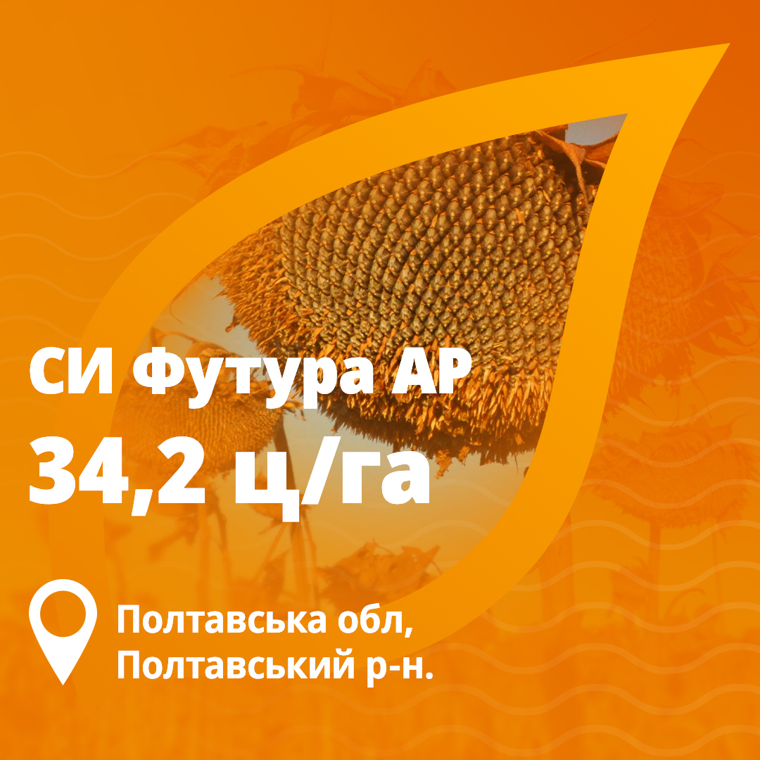 Врожайність соняшника Футура Сингента у 2024 році в Полтавській області