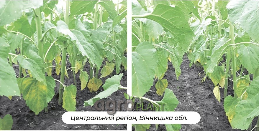 Результат роботи фунгіцида Цимоксил