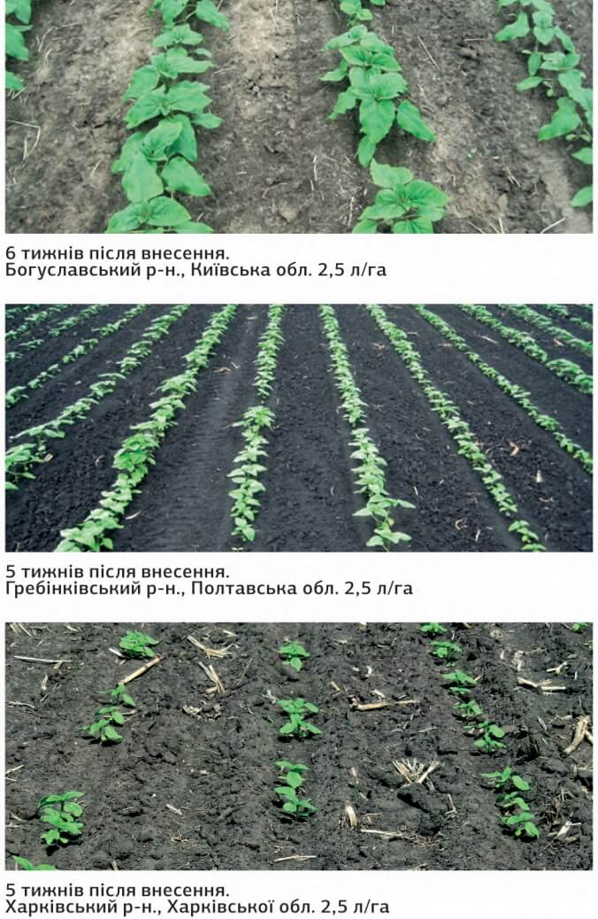 Результат внесения гербицида Фолио на подсолнечнике