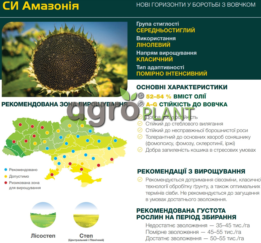 соняшник Амазонія Сингента