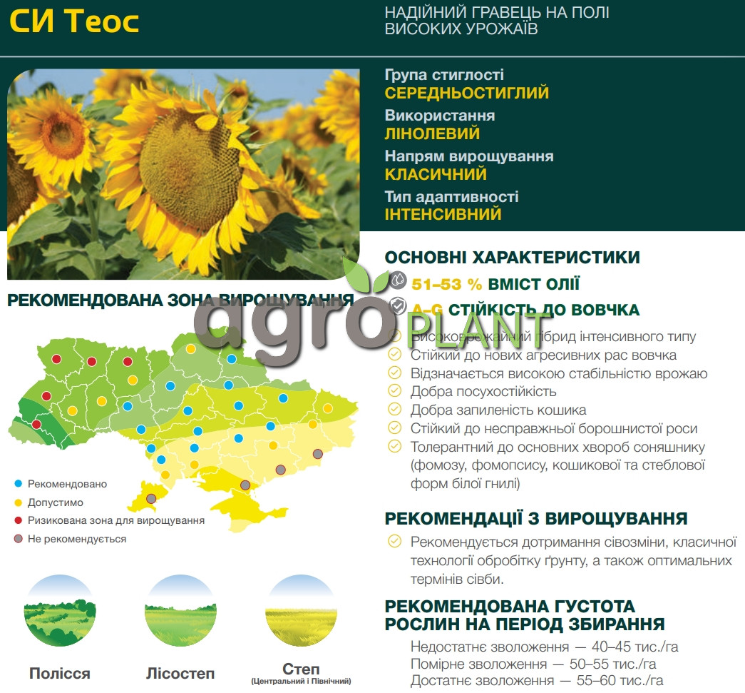 соняшник Теос Сингента