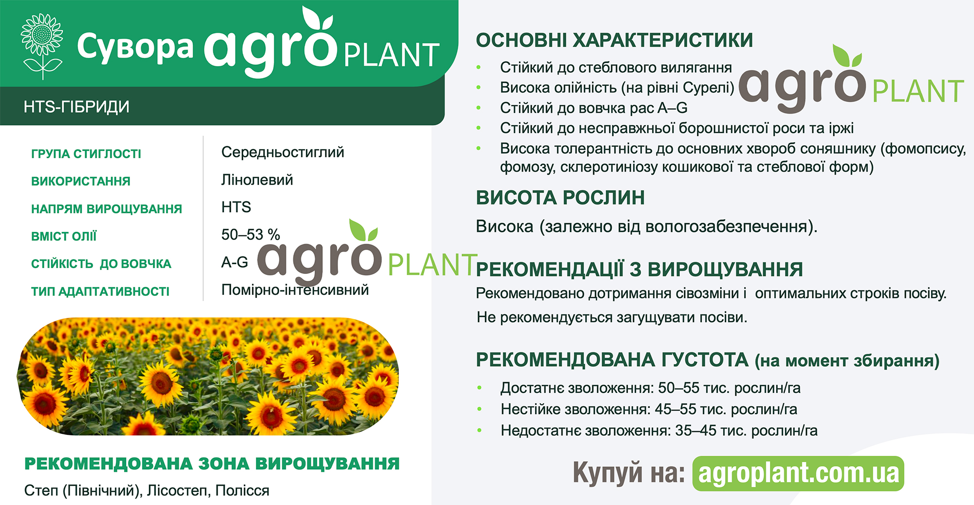 Сувора подсолнечник от Сингента - характеристики