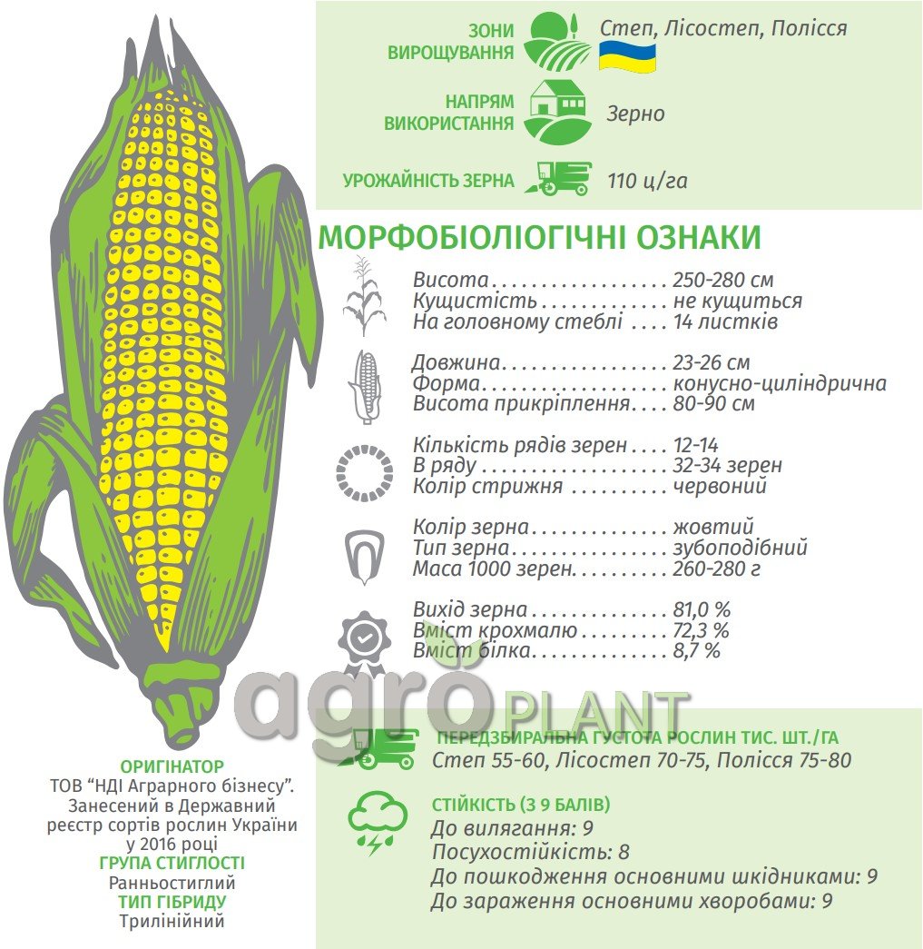 Кукуруза РАМ 1033