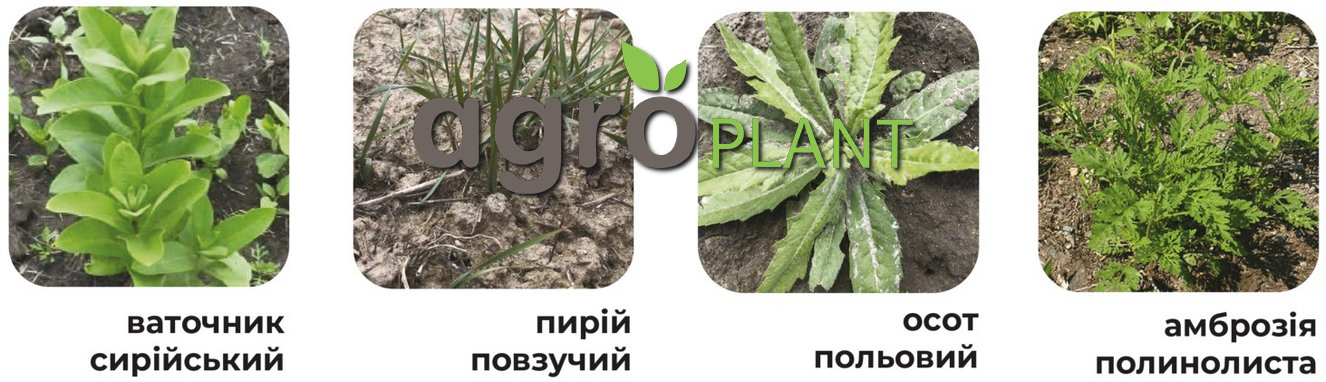 Основні контрольовані бур'яни гербіцидом Мілафорт Екстра