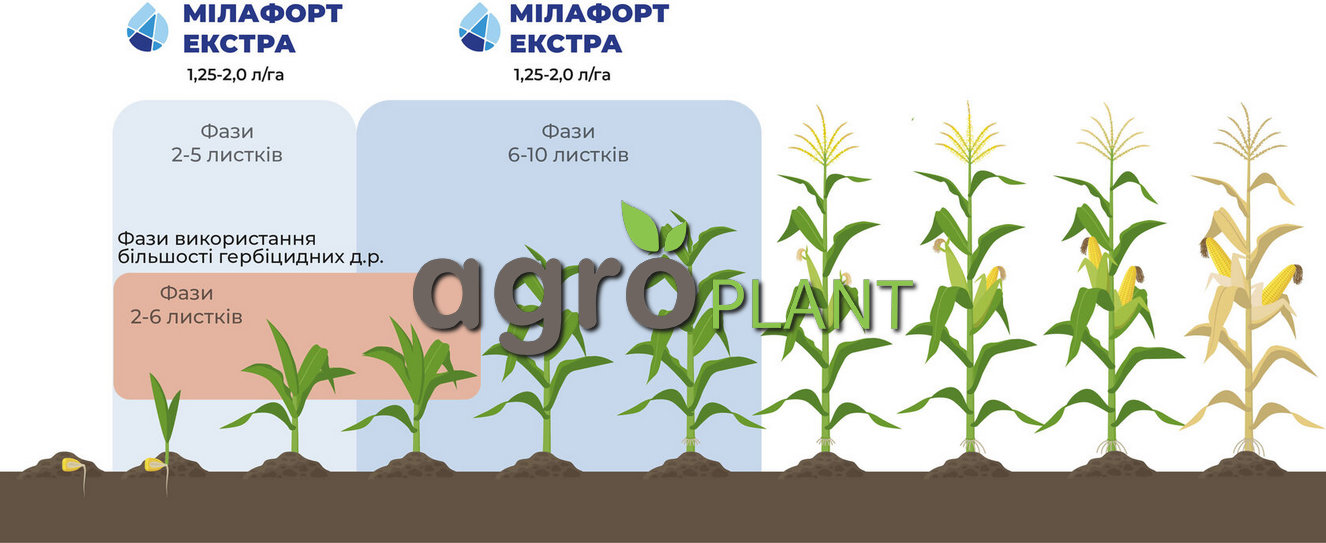 внесення Мілафорт Екстра на кукурудзі