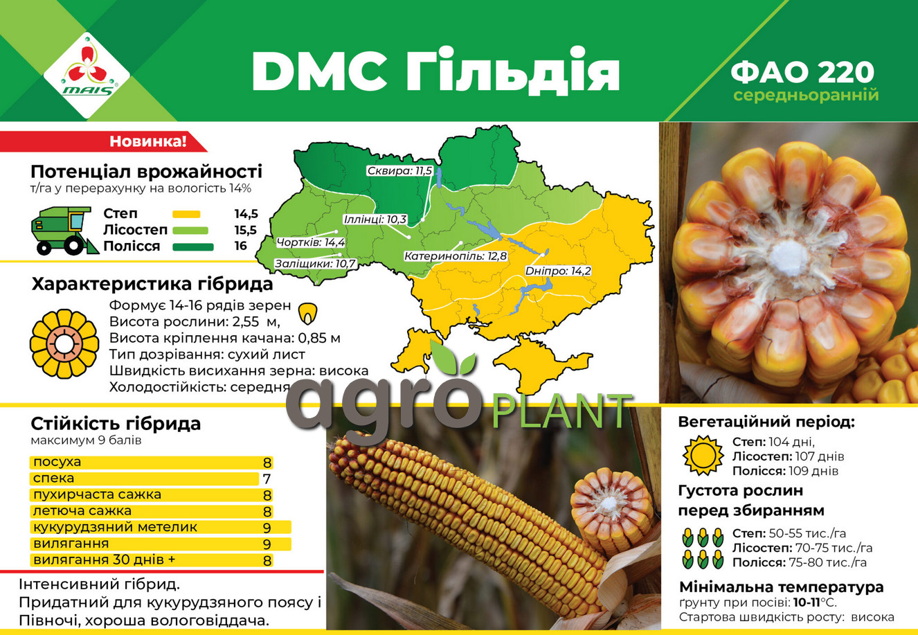 Кукурудза ДМС Гільдія Маїс