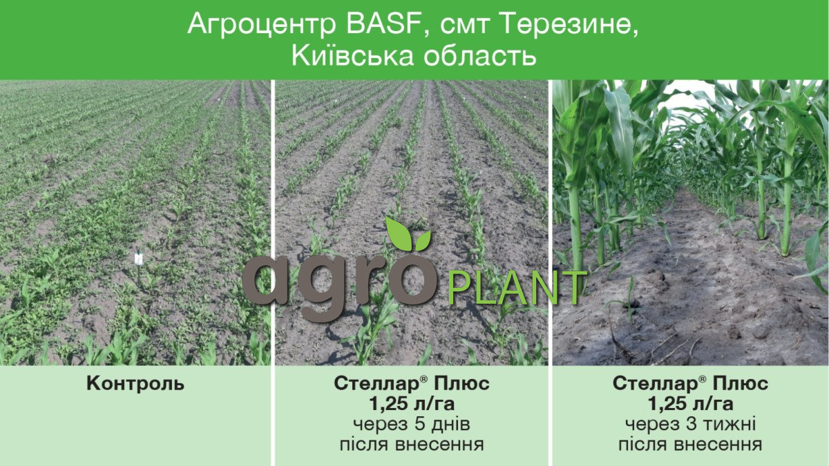 Робота Стеллар Плюс на кукурудзі в полі
