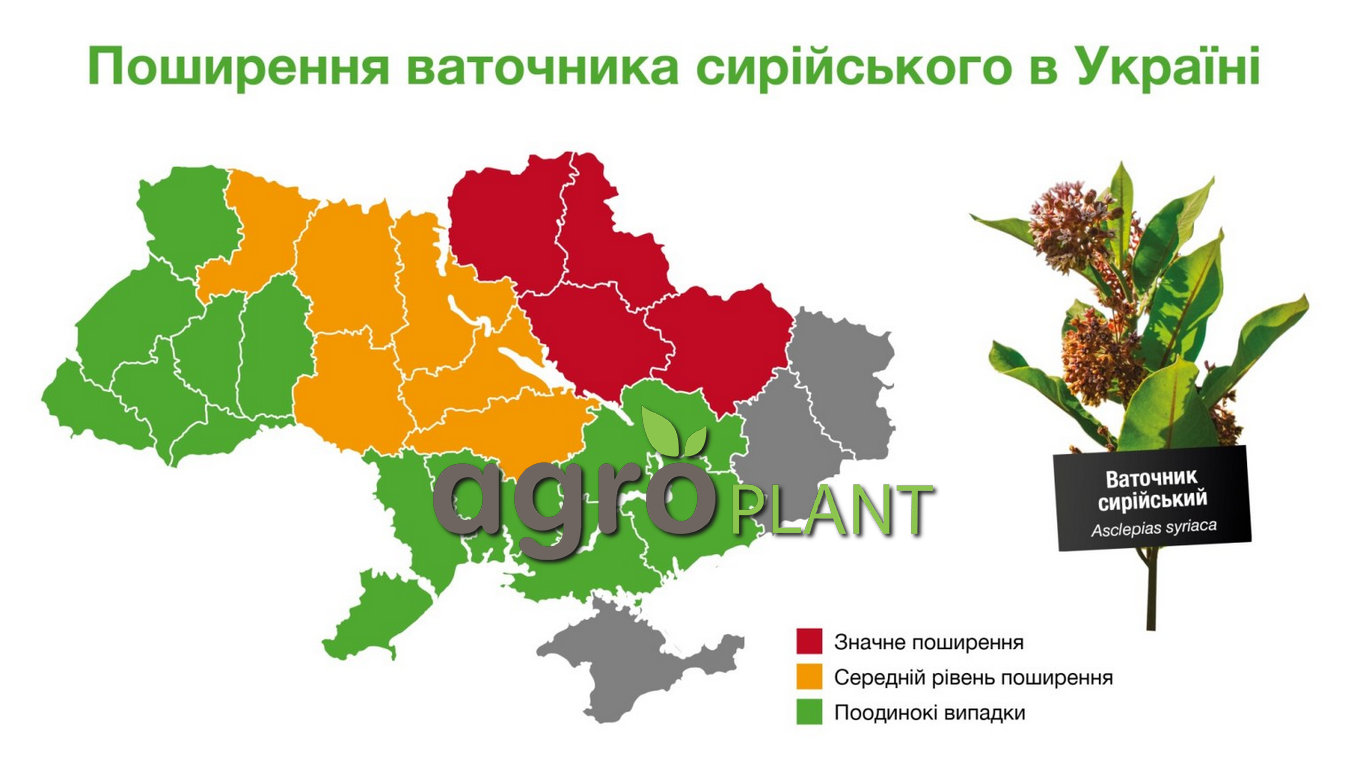 Распространение ваточника сирийского в Украине