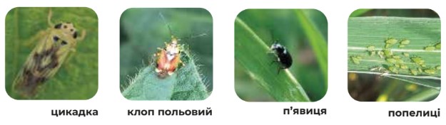 Основні види шкідників, що контролює Тіаклотрин-М