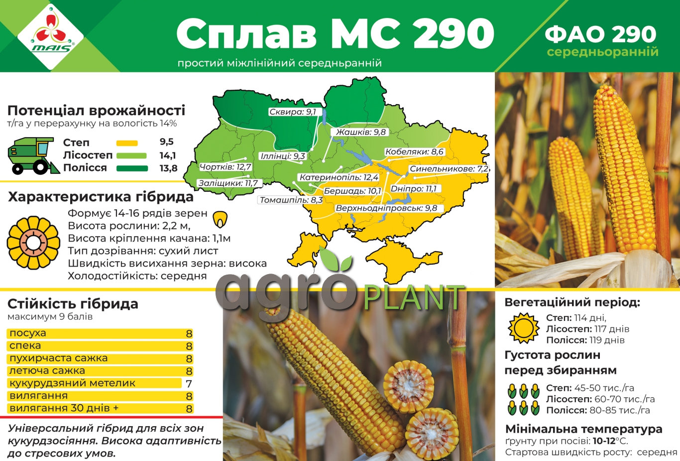 Урожайность гибрида кукурузы Сплав МС и Характеристики