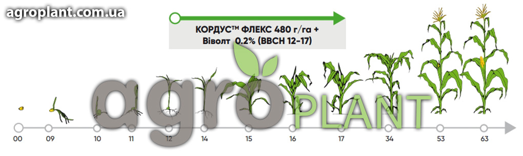 Применение Кордус Флекс