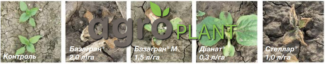 Контроль падалицы подсолнечника Clearfield® и Clearfield® Plus