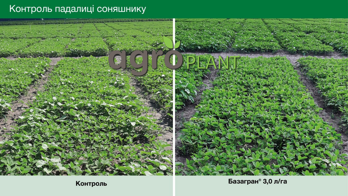 Базагран контроль бур'янів на полі