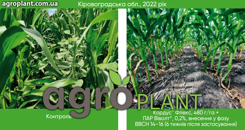 Ефективність дії гербіциду Кордус Флекс на кінцевому етапі
