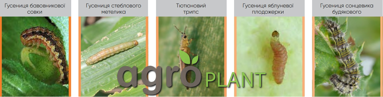 Какие вредители контролирует Радиант