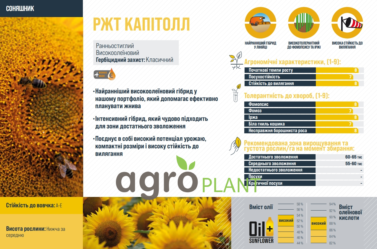 Соняшник РЖТ Капітолл характеристики
