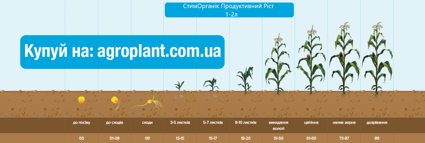 Застосування Гумат калію Продуктивний ріст на Кукурудзі