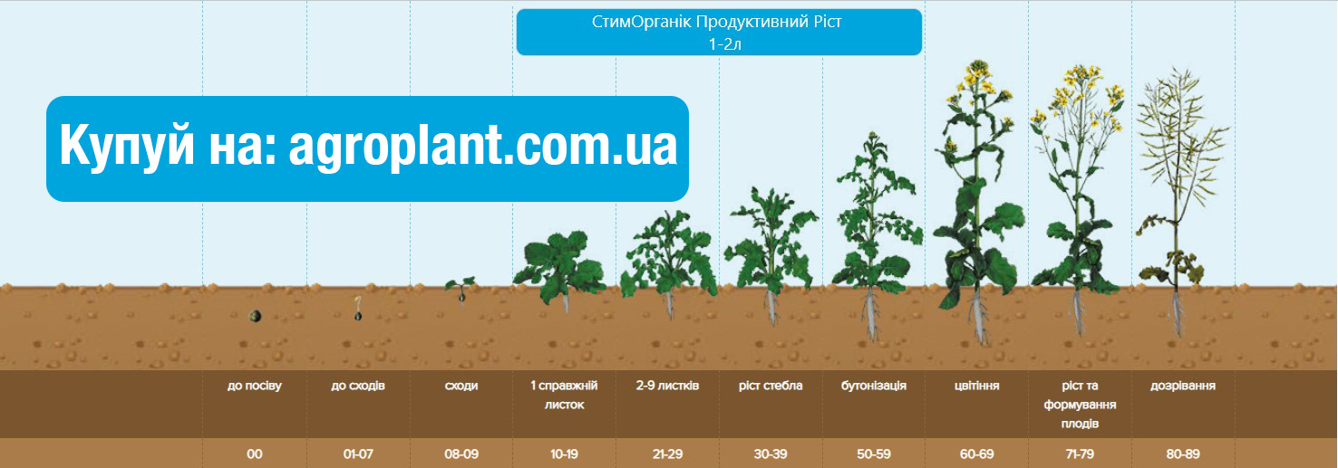 Застосування Гумат калію Продуктивний ріст на Ріпаку