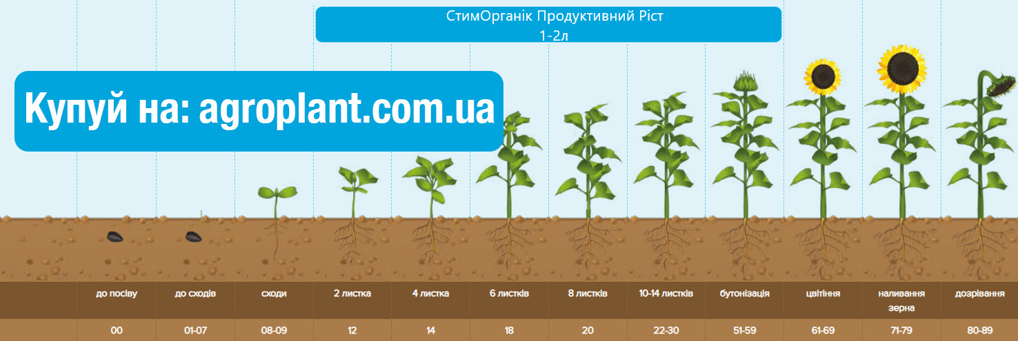Застосування Гумат калію Продуктивний ріст на Соняшнику