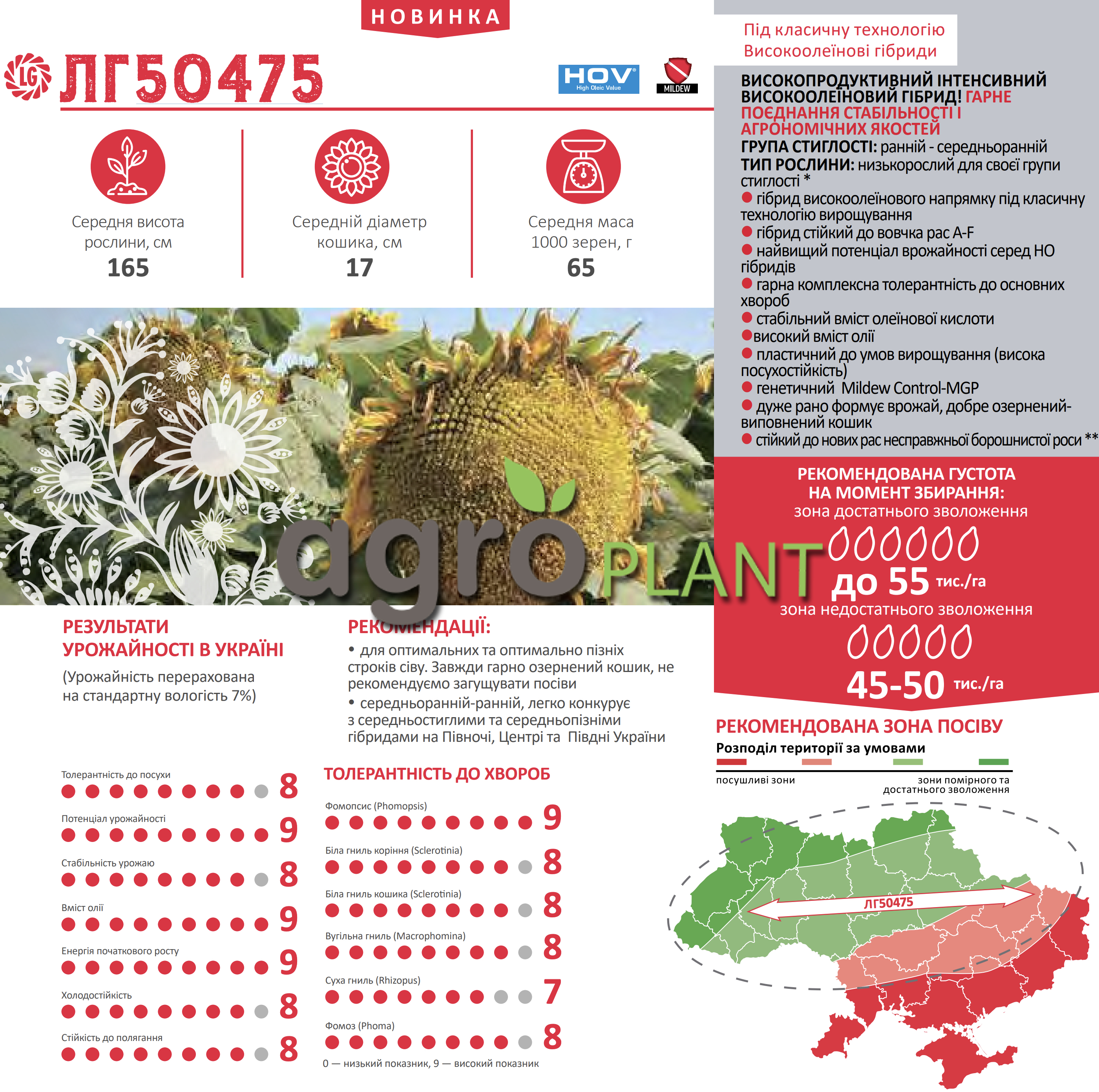 Соняшник ЛГ 50475 Лімагрейн Соняшник ЛГ 50475 Лімагрейн