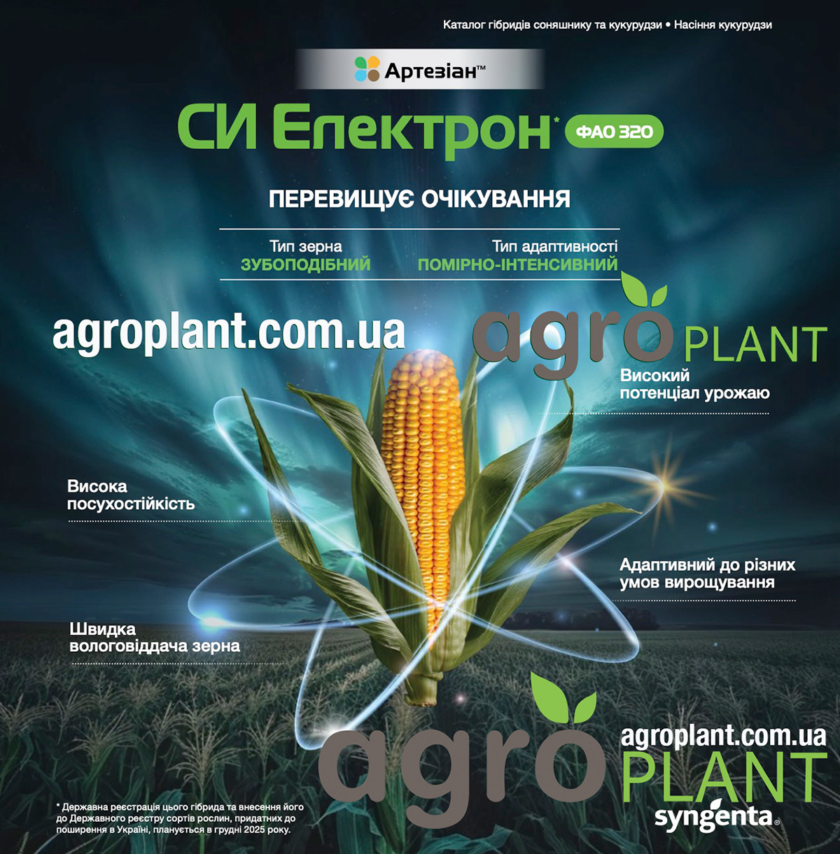 Кукурудза СИ Електрон (ФАО 320) –  насіння Сингента Артезіан