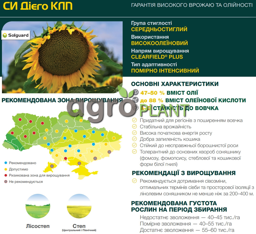 соняшник Дієго Сингента