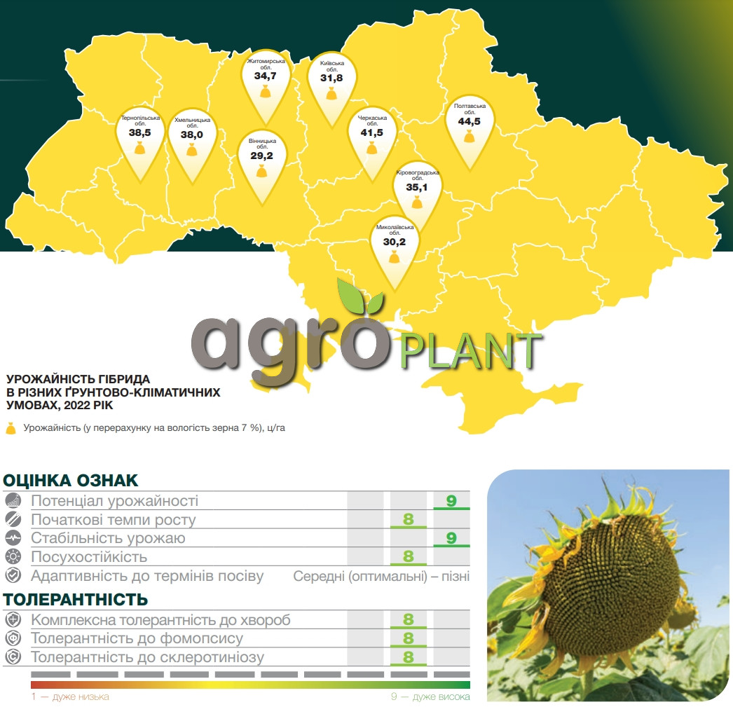 Стійкість та врожайність (ц/га) гібрида Дієго Сингента на демонстраційних і виробничих посівах, 2022 рік