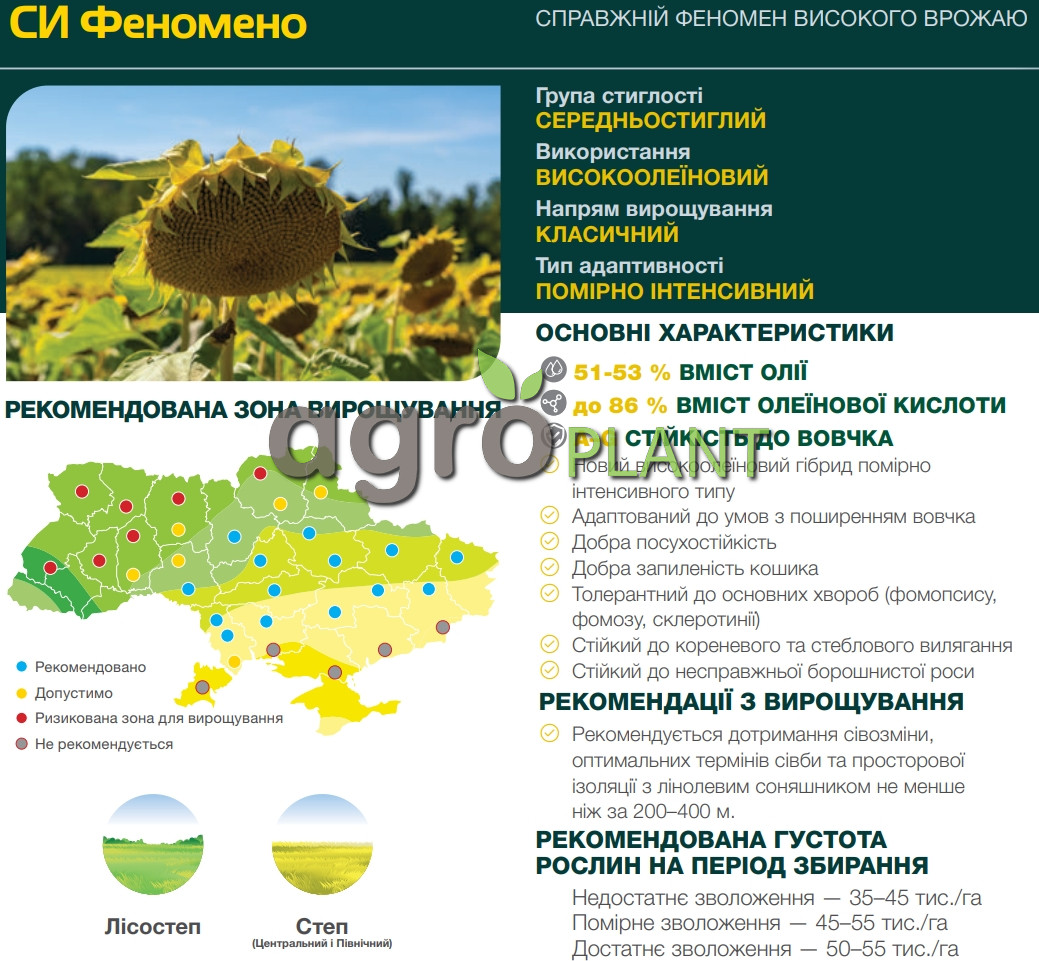соняшник Феномено Сингента