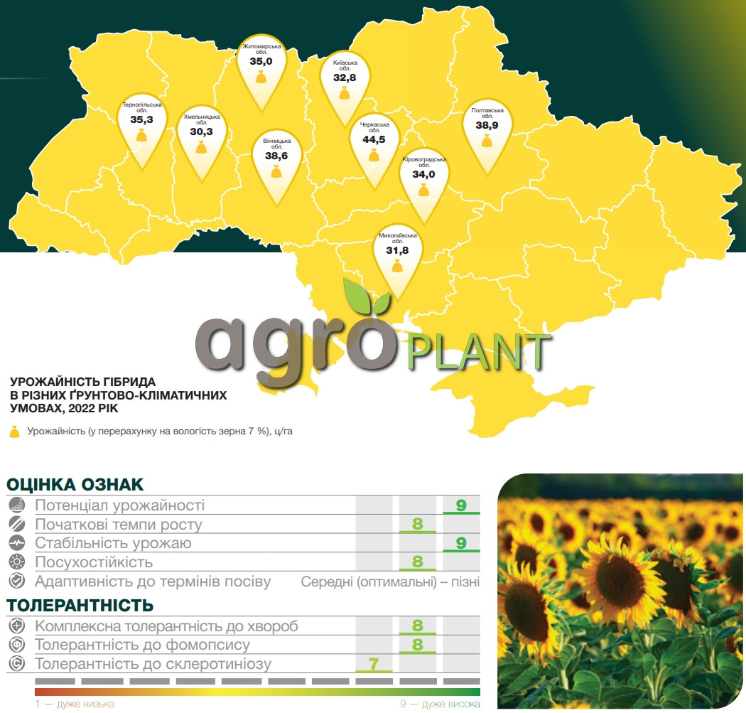 Стійкість та врожайність (ц/га) гібрида Феномено Сингента на демонстраційних і виробничих посівах, 2022 рік