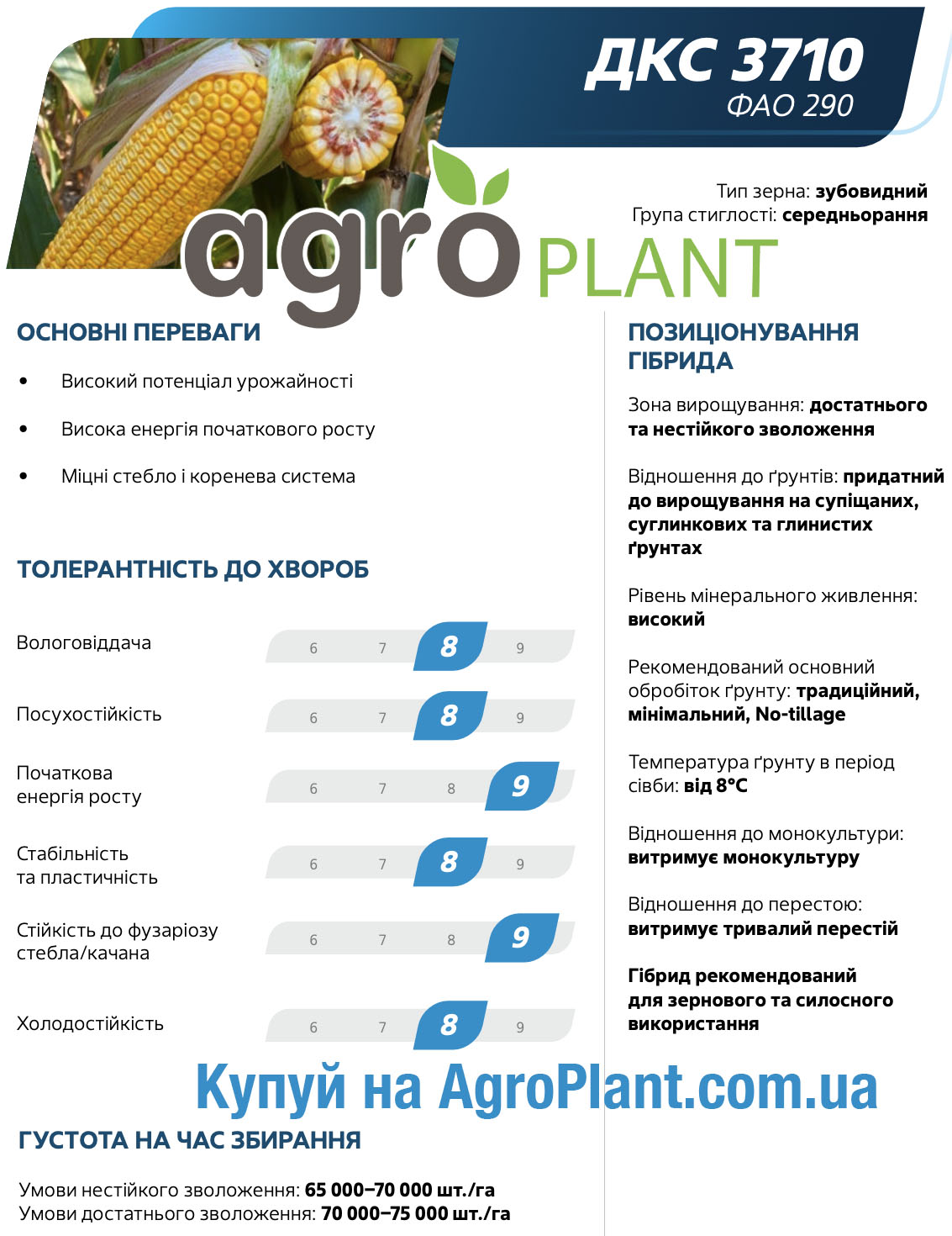 Кукурудза ДКС 3710 Монсанто