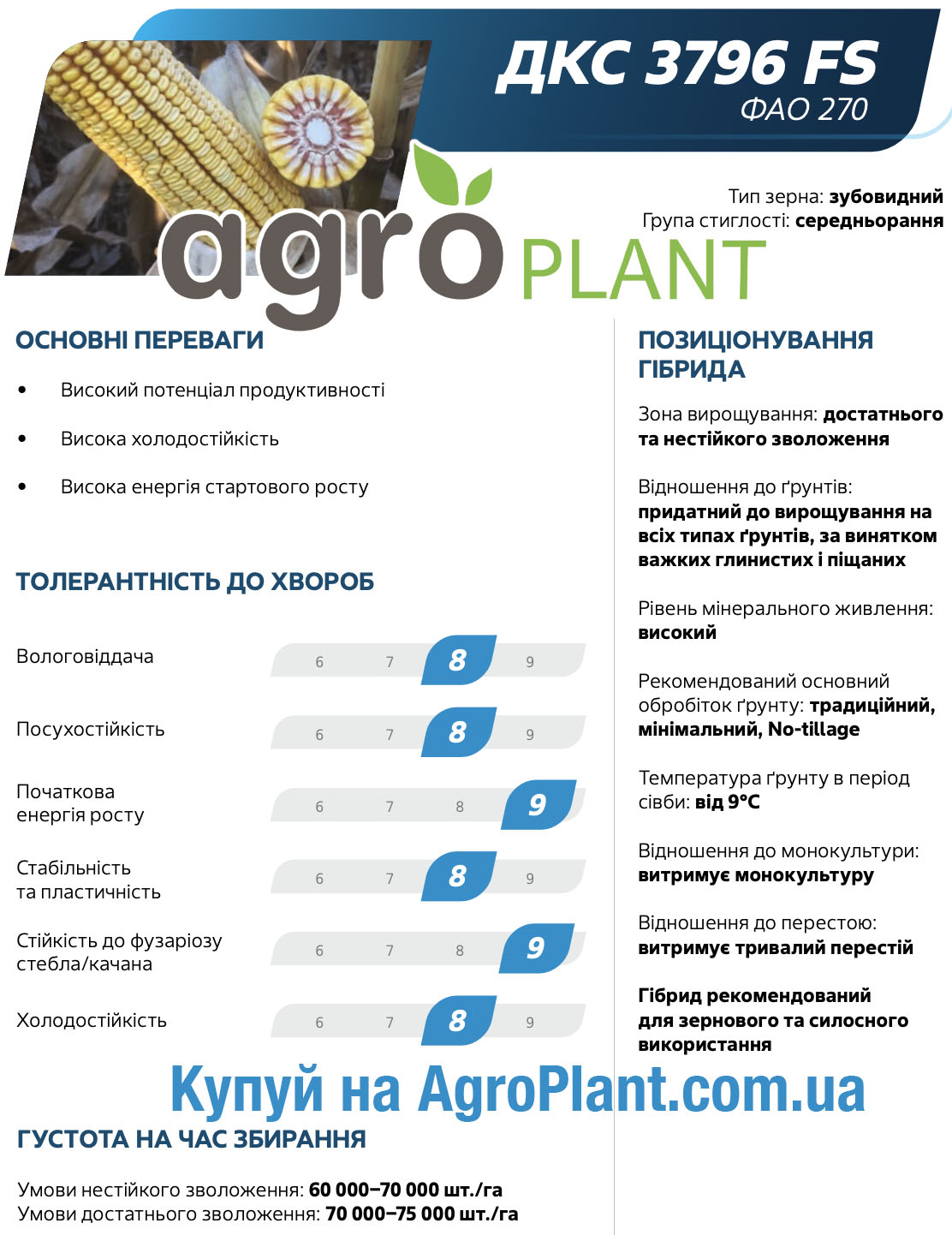 Кукурудза ДКС 3796 Монсанто