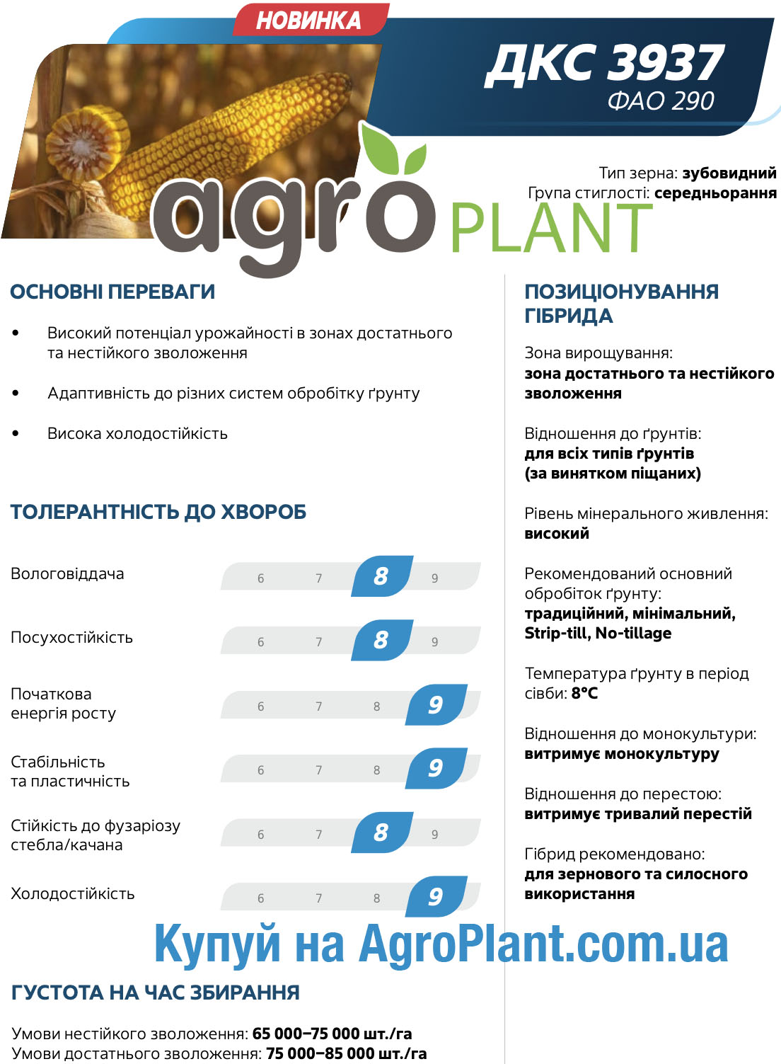 Кукурудза ДКС 3937 Монсанто