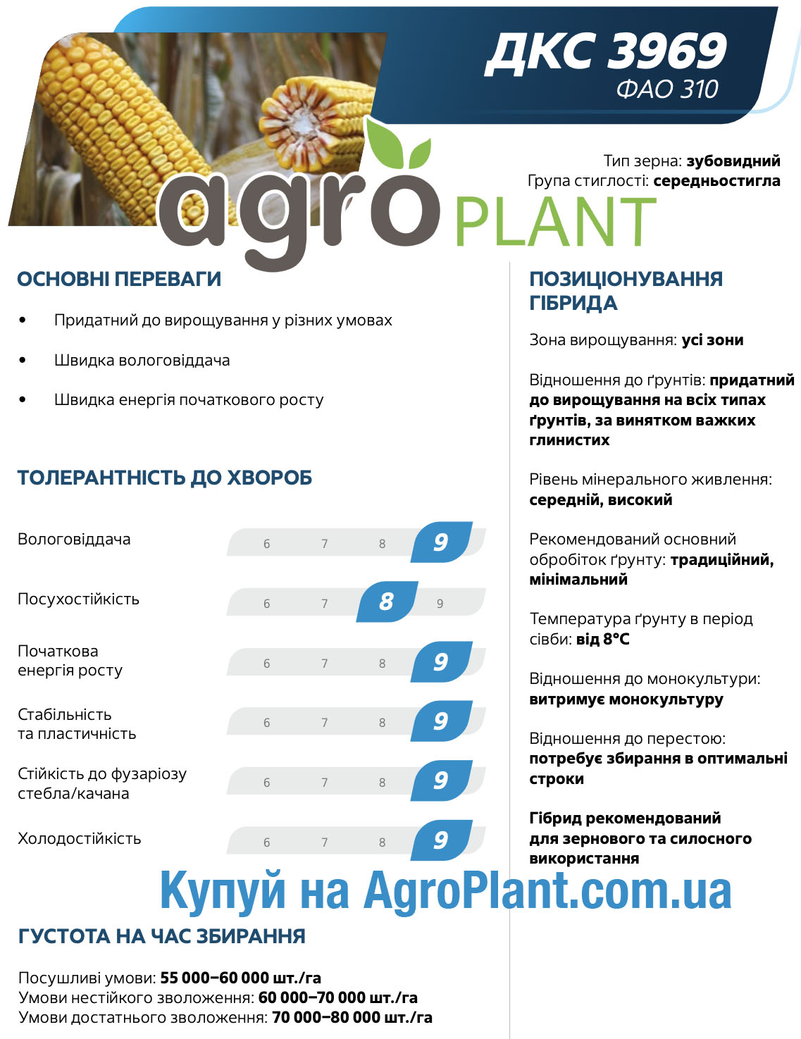 Кукурудза ДКС 3969 Монсанто