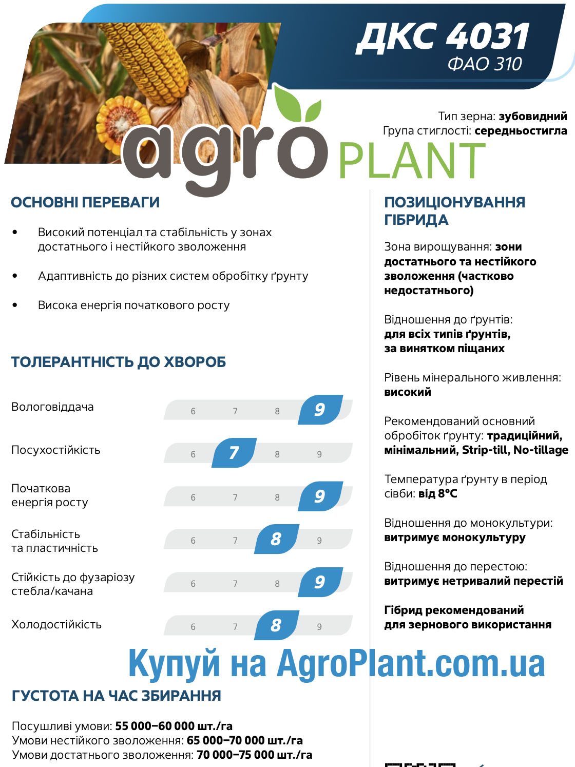 Кукурудза ДКС 4031 Монсанто
