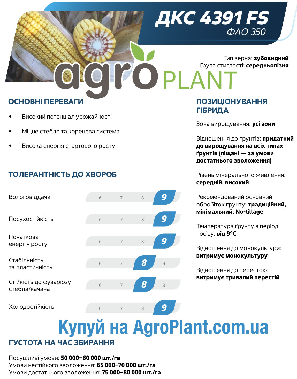 Кукурудза ДКС 4391 Монсанто