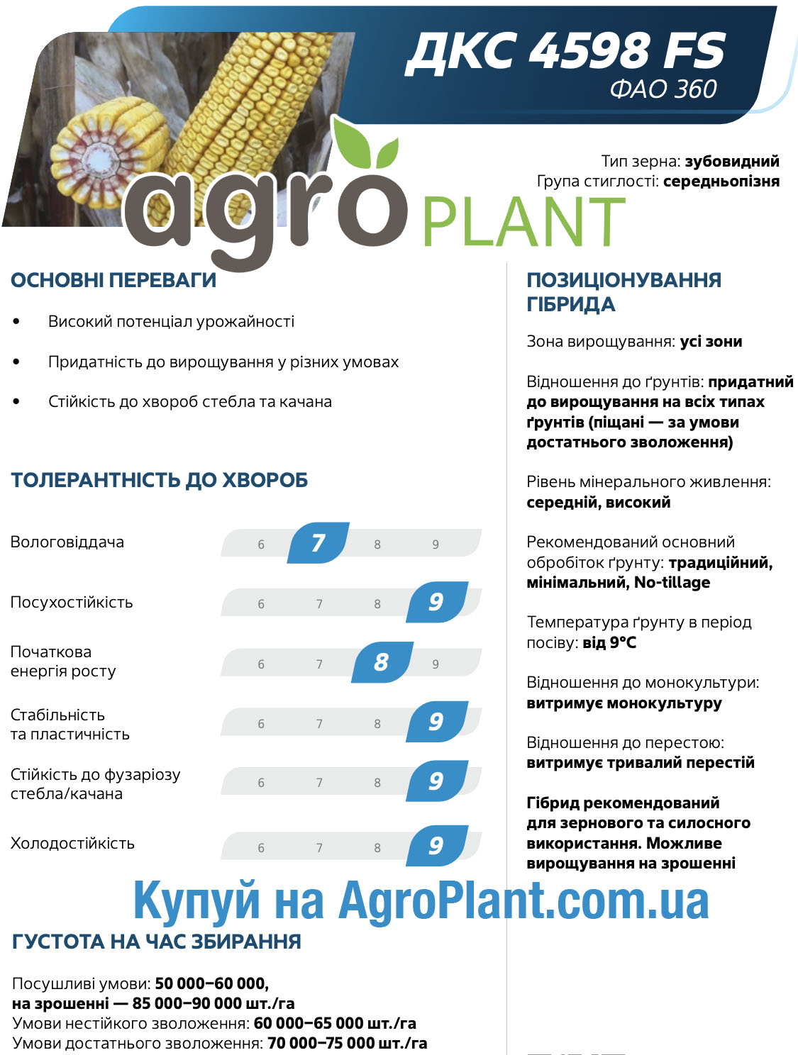 Кукурудза ДКС 4598 F&S Монсанто