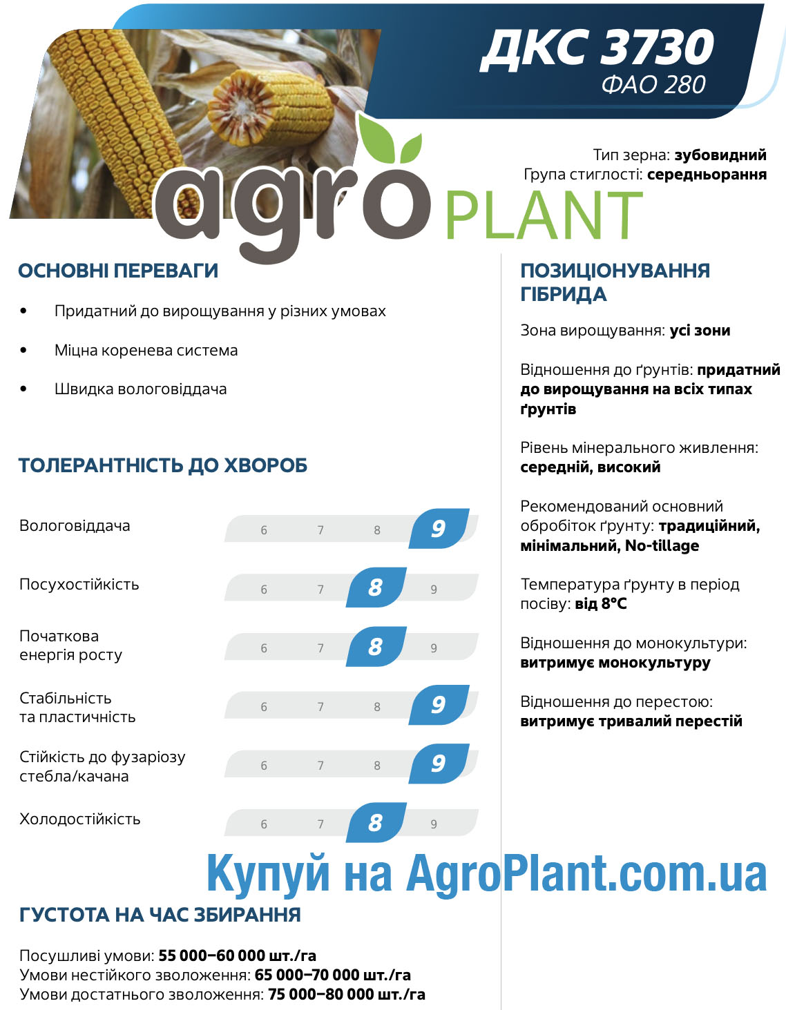Кукуруза ДКС 3730 Монсанто