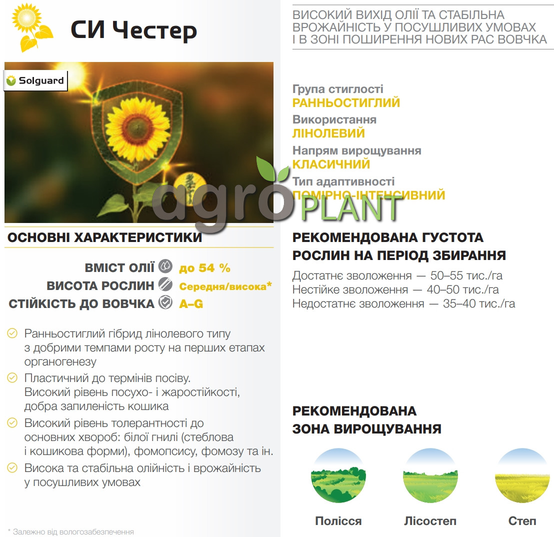 соняшник Честер Сингента
