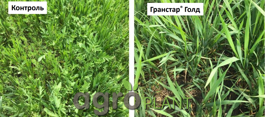 Ефективність дії Гранстар Голд 35 г/га + ПАР Тренд 90 0,3 л/га