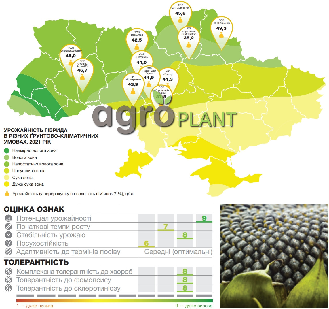 Врожайність соняшника Бріо Сингента