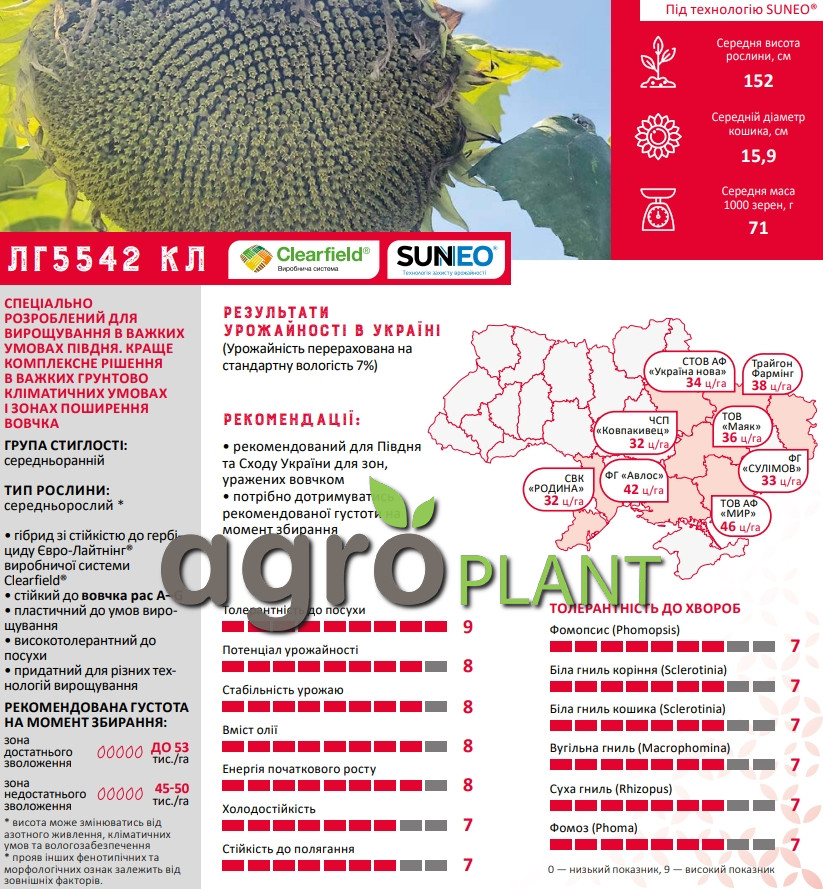 Соняшник ЛГ 5542 КЛ Лімагрейн
