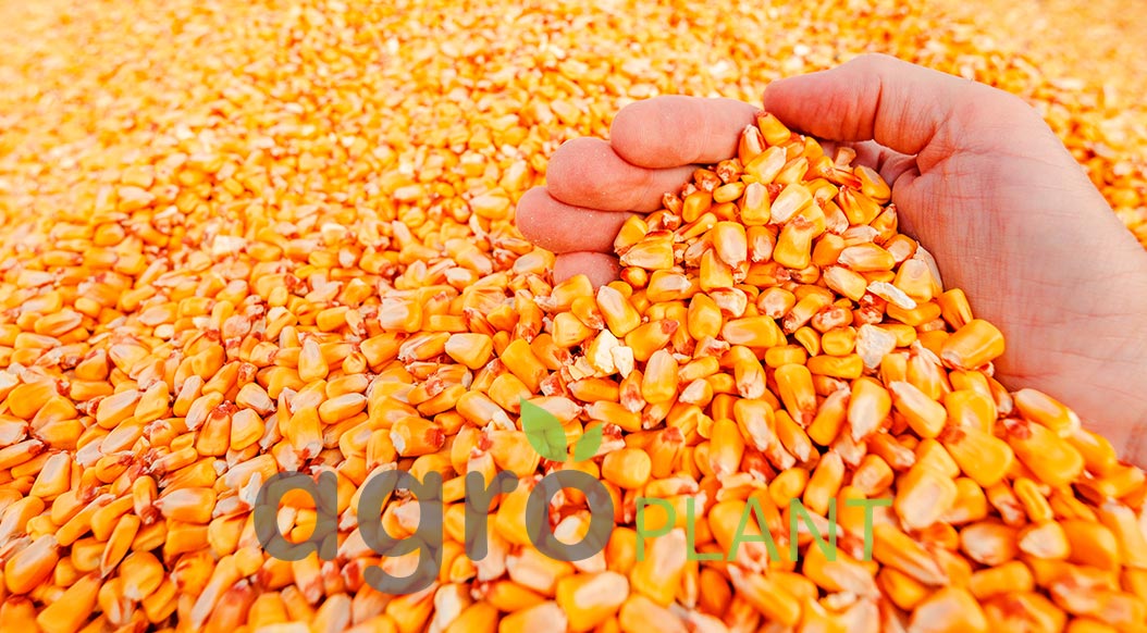 Урожай после внесения Микроудобрений для Кукурузы Урожай после внесения Микроудобрений для Кукурузы