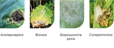 хвороби які контролює фунгіцид Ауріс на ріпаку
