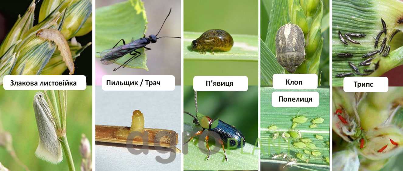 Вредители на пшенице и зерновых - Оперкот Акро - АгроПлант - agroplant.com.ua