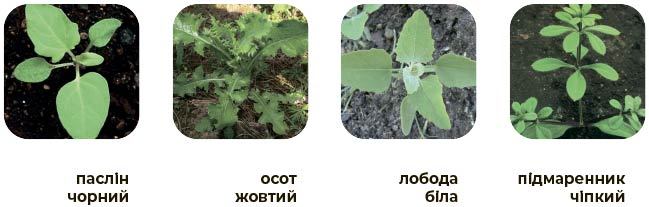 Основні види бур’янів, що контролює Дисулам