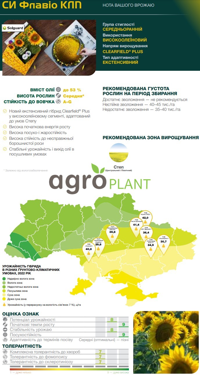 Соняшник Флавіо Сингента