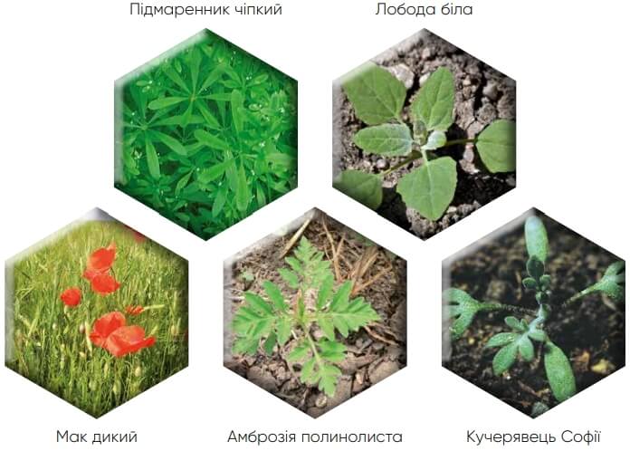 Контроль сорняков гербицидом Квелекс 200 ВГ