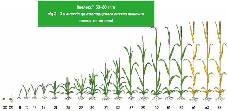 Квелекс ™ - применение гербицида на зерновых